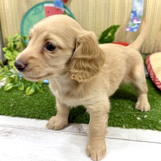 神奈川県のミニチュアダックスフンド(ロング) (犬の家＆猫の里小田原店/2026年5月23日生まれ/女の子/イエロー)の子犬の3枚目の画像
