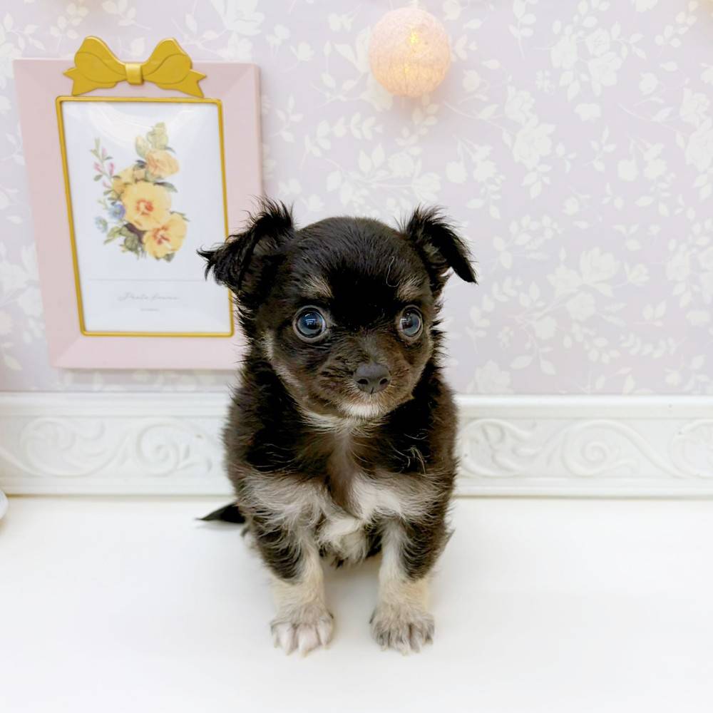 富山県のチワワ(ロング) (犬の家＆猫の里富山店/2026年5月25日生まれ/男の子/ブラックタンホワイト)の子犬の3枚目の画像