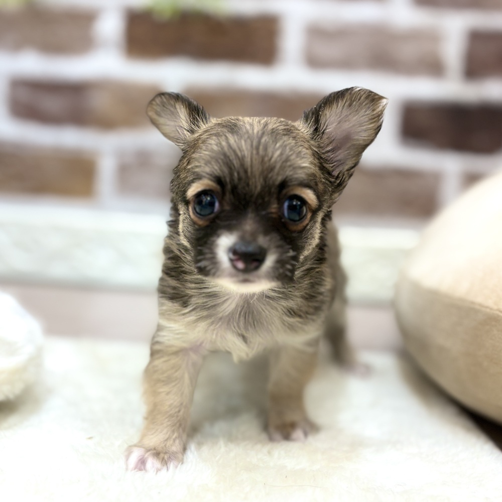 三重県のチワワの子犬|ペットミー