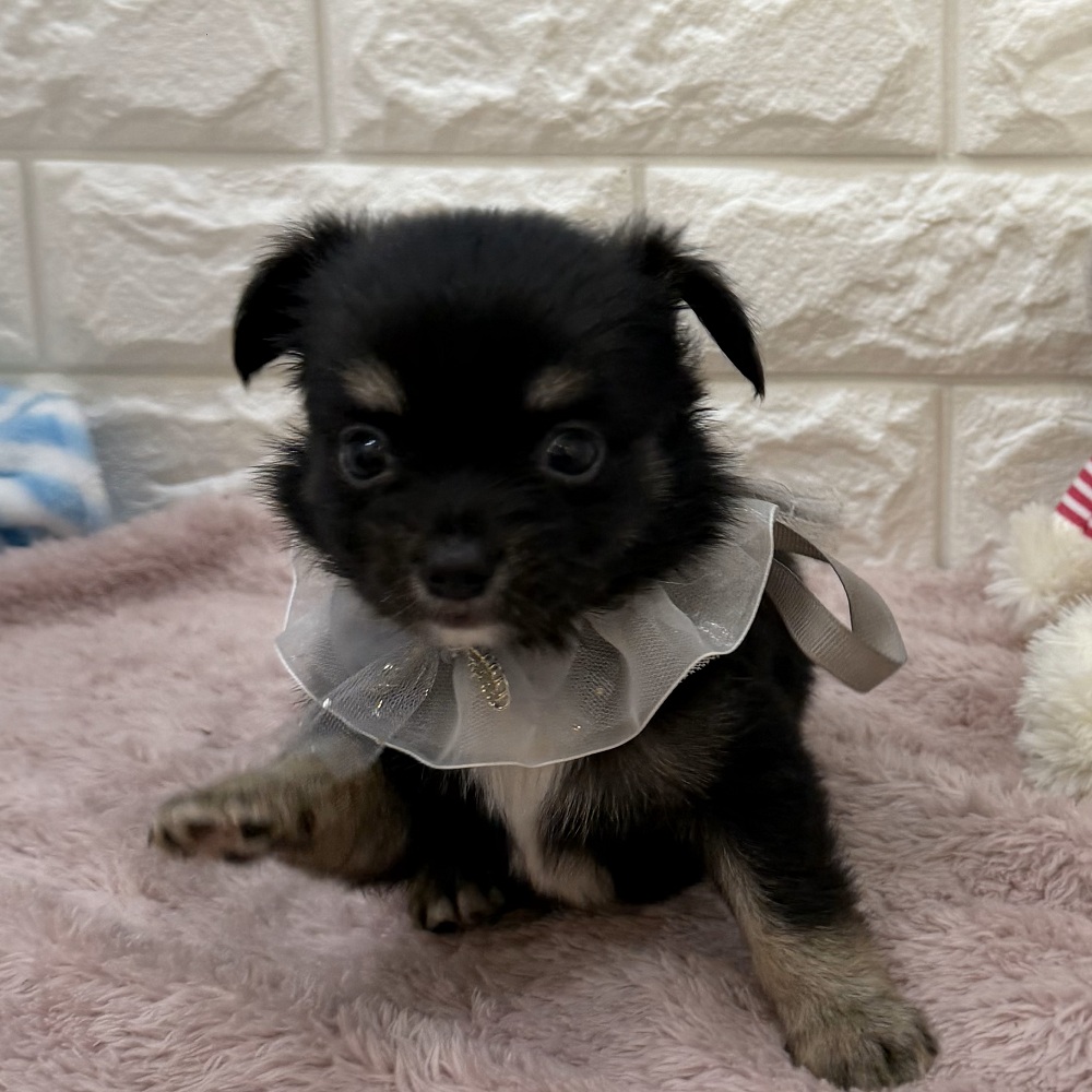 静岡県のチワワ(ロング) (犬の家＆猫の里アミーゴ浜松和田店/2026年5月26日生まれ/男の子/ブラックタンホワイト)の子犬の3枚目の画像