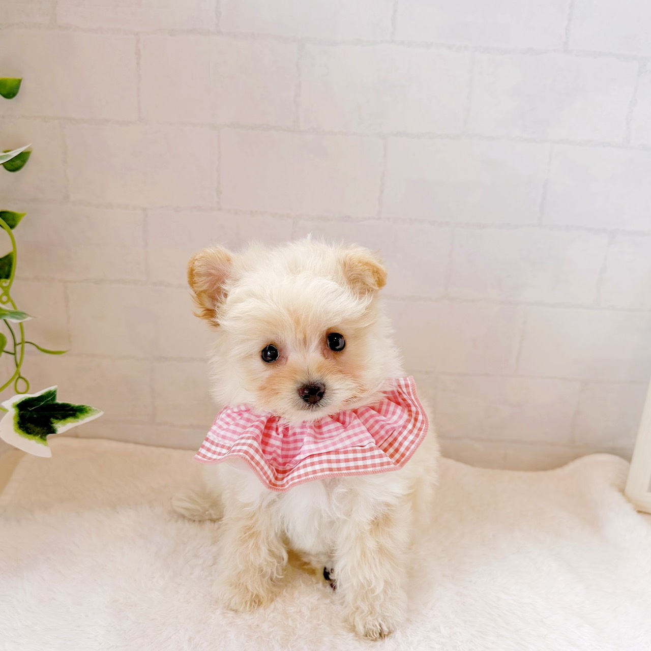石川県のポメプー(ポメラニアン×プードル) (犬の家＆猫の里金沢店/2026年5月25日生まれ/女の子/ホワイト)の子犬の3枚目の画像