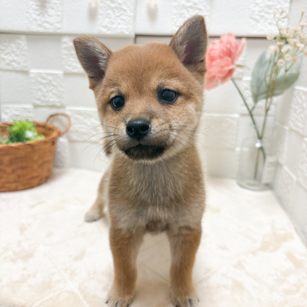 東京都の豆柴 (犬の家＆猫の里ペットフォレスト小平店/2026年5月26日生まれ/男の子/赤)の子犬の3枚目の画像