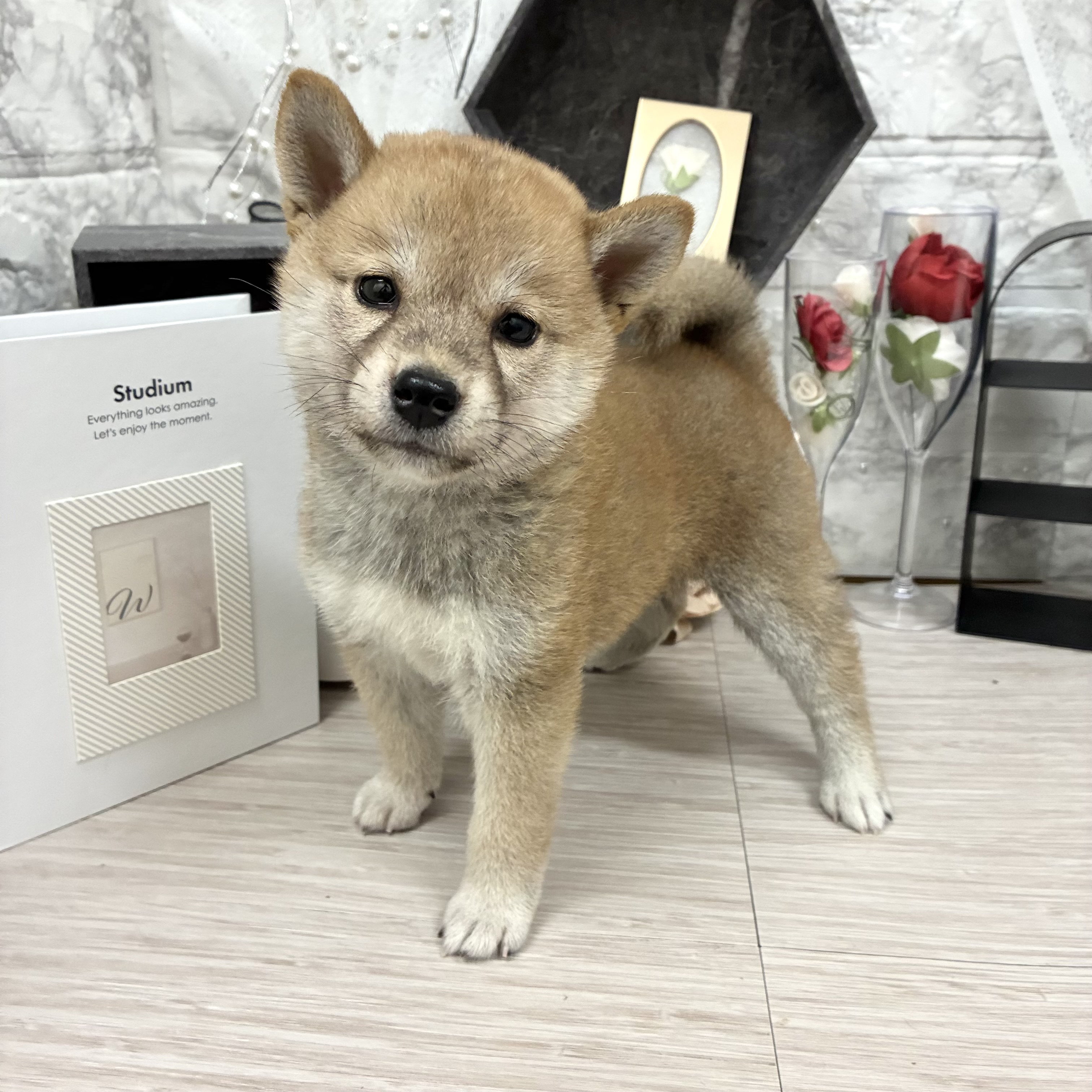 千葉県の柴犬(標準サイズ) (犬の家＆猫の里ワンズモール稲毛店/2026年5月25日生まれ/女の子/赤)の子犬の3枚目の画像