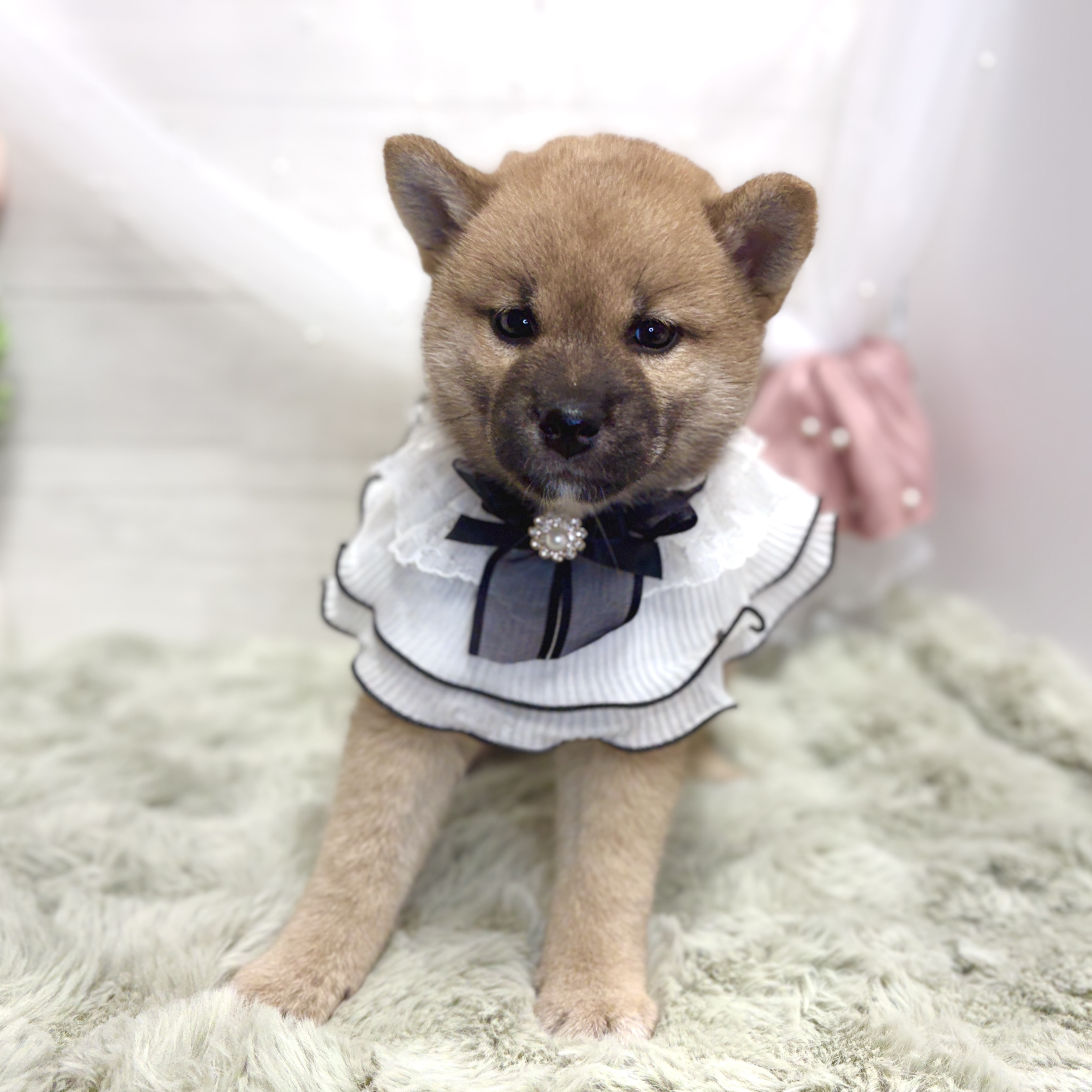 神奈川県の柴犬(標準サイズ) (犬の家＆猫の里相模原店/2026年5月25日生まれ/女の子/赤)の子犬の3枚目の画像