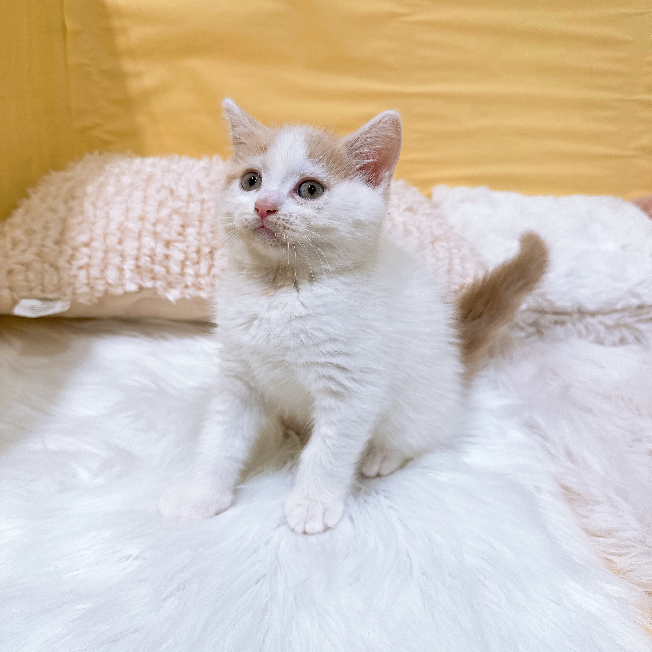 神奈川県のスコティッシュフォールド (犬の家＆猫の里元住吉ブレーメン通り店/2026年5月26日生まれ/男の子/ホワイト＆クリームタビー)の子猫の3枚目の画像