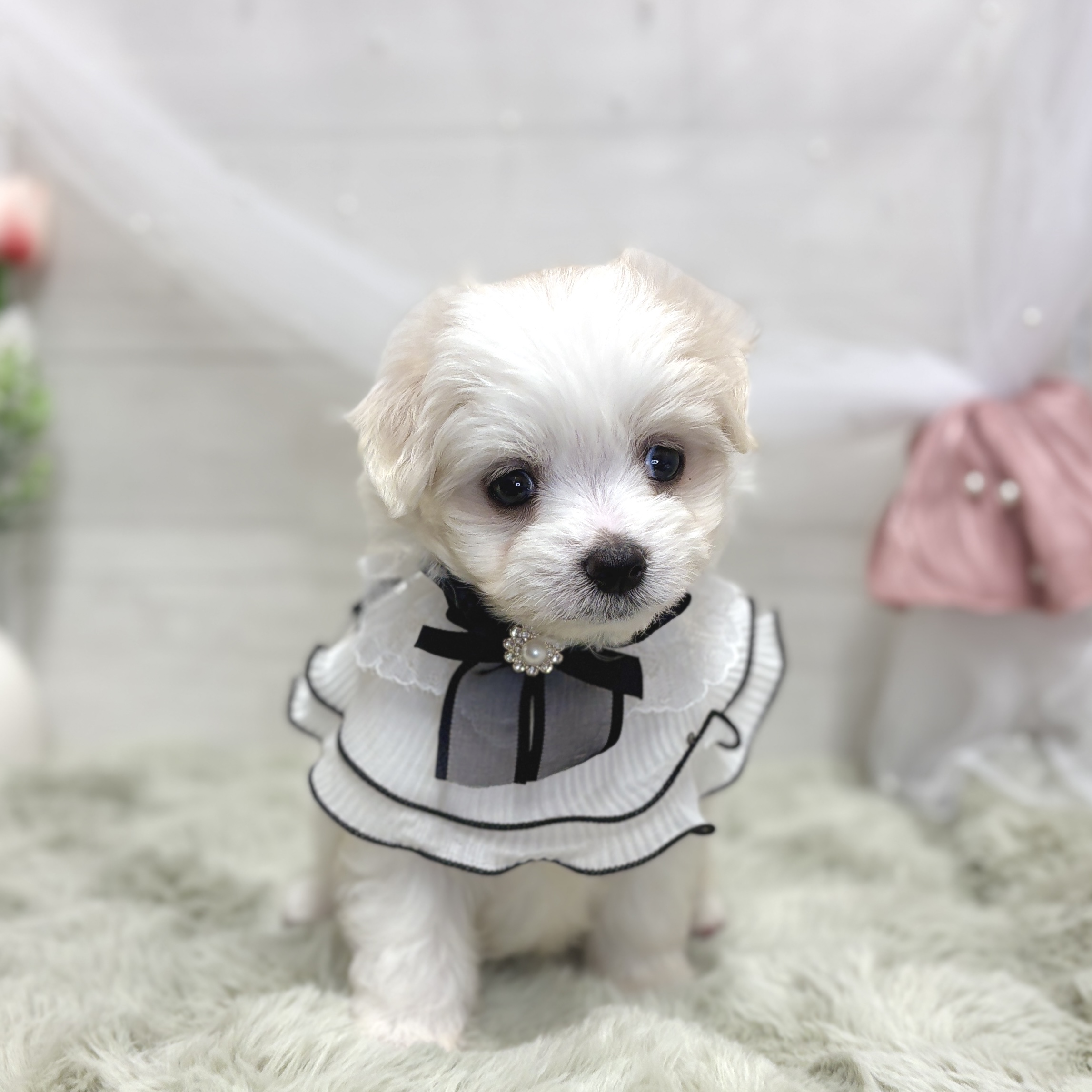 神奈川県のマルプー(マルチーズ×プードル) (犬の家＆猫の里相模原店/2026年5月18日生まれ/女の子/ホワイト)の子犬の3枚目の画像