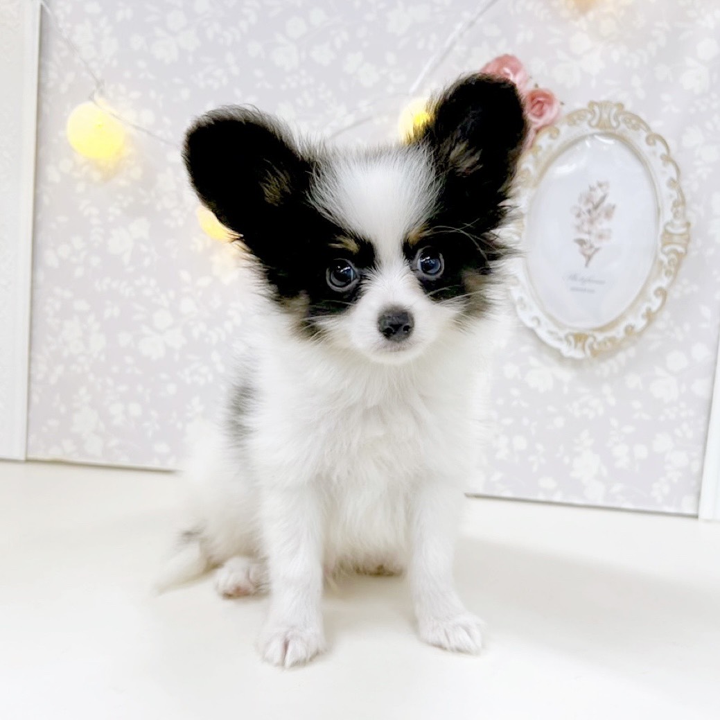 富山県のパピヨン (犬の家＆猫の里アミーゴ高岡蓮花寺店/2026年5月25日生まれ/男の子/トライカラー)の子犬の3枚目の画像