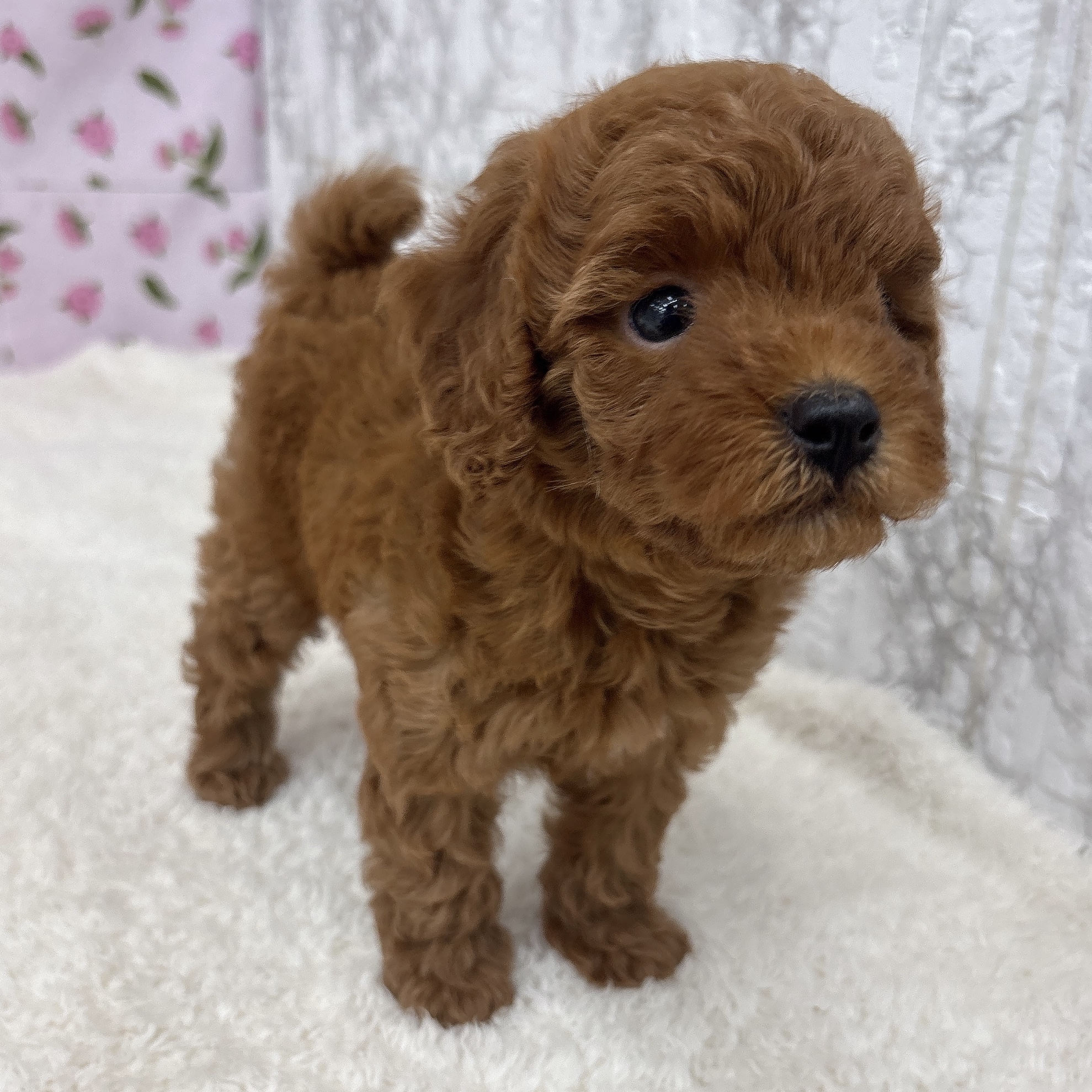 愛知県のトイプードル(トイ) (犬の家＆猫の里エアポートウォーク店/2026年5月25日生まれ/男の子/レッド)の子犬の3枚目の画像