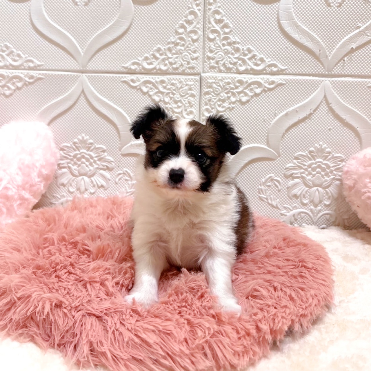 愛知県のパピヨン (犬の家＆猫の里岡崎店/2026年5月26日生まれ/女の子/ホワイトブラウン)の子犬の3枚目の画像