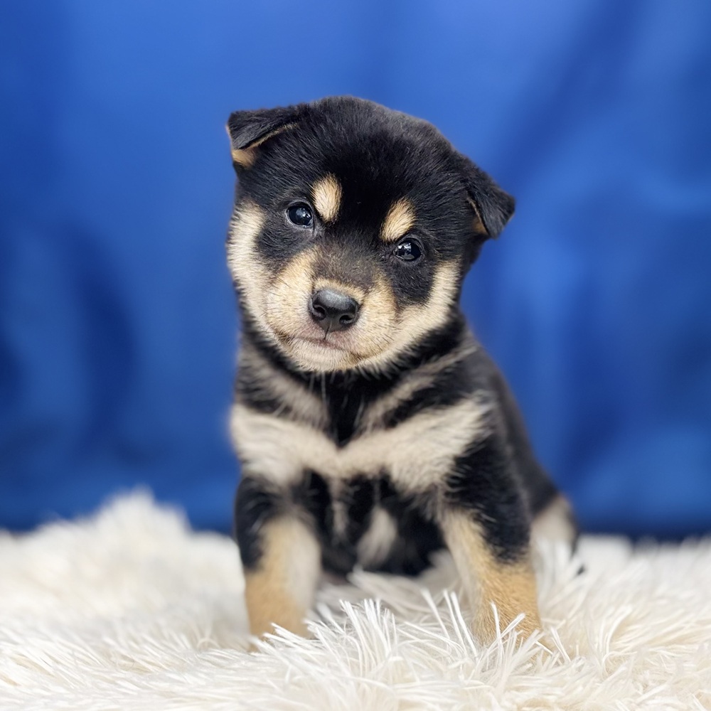 岐阜県の柴犬(標準サイズ) (犬の家＆猫の里中津川店/2026年5月26日生まれ/女の子/黒)の子犬の3枚目の画像