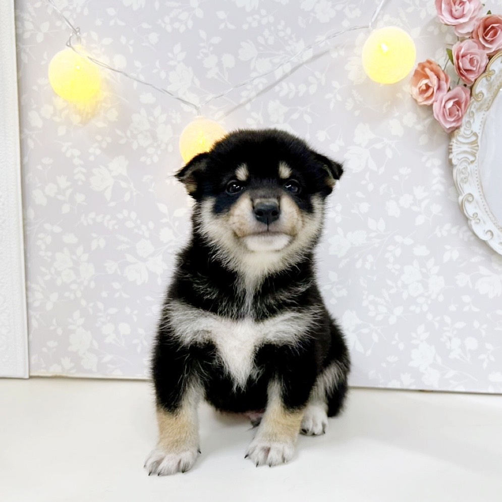 富山県の柴犬(標準サイズ) (犬の家＆猫の里アミーゴ高岡蓮花寺店/2026年5月26日生まれ/男の子/黒)の子犬の1枚目の画像