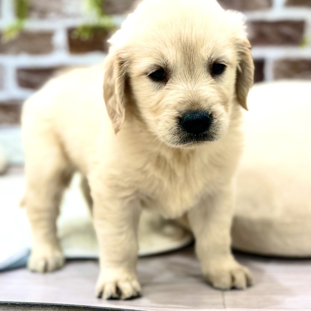 三重県のゴールデンレトリバーの子犬|ペットミー