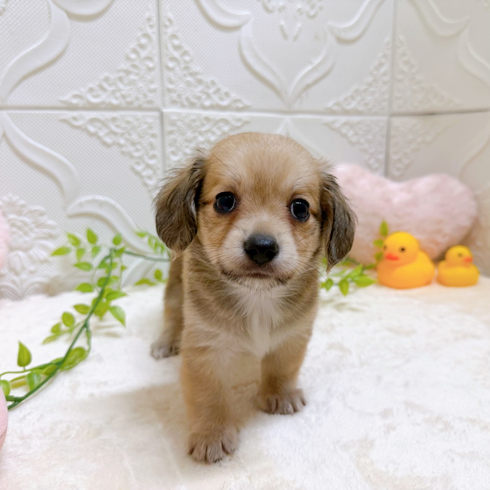 愛知県のチワックス(チワワ×ダックス) (犬の家＆猫の里岡崎店/2026年5月26日生まれ/男の子/シェーデットイエロー)の子犬の1枚目の画像
