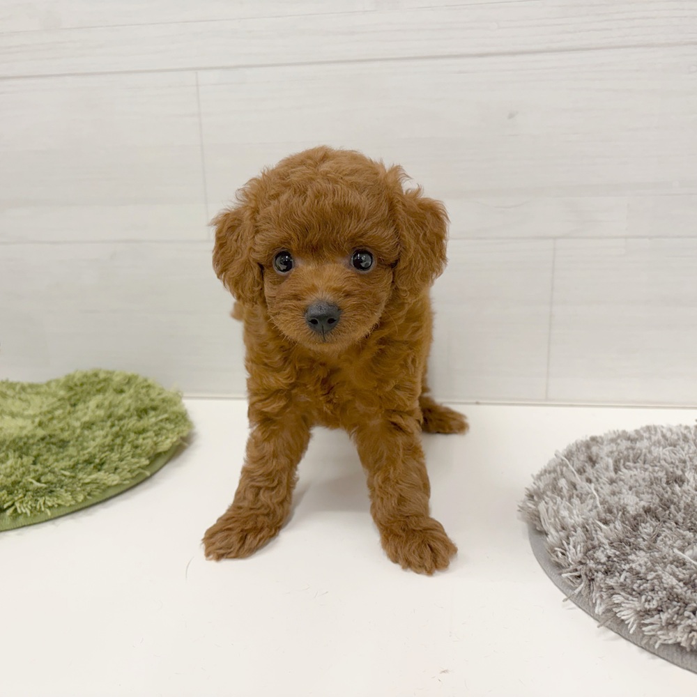 石川県のトイプードル(トイ) (犬の家＆猫の里アミーゴ金沢おこばた店/2026年5月25日生まれ/女の子/レッド)の子犬の3枚目の画像