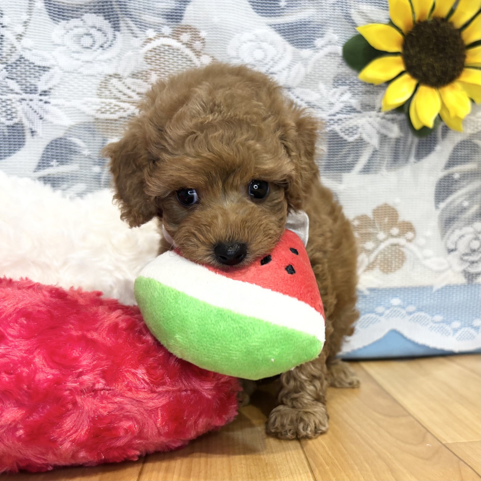 長野県のトイプードル(トイ) (犬の家＆猫の里カインズ梓川店/2026年5月25日生まれ/女の子/レッド)の子犬の3枚目の画像