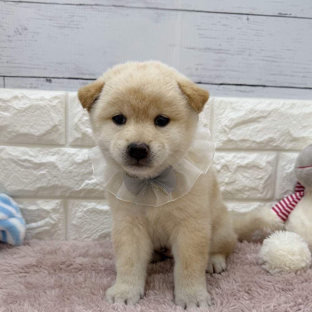 静岡県の柴犬(標準サイズ) (犬の家＆猫の里アミーゴ浜松和田店/2026年5月26日生まれ/男の子/白)の子犬の3枚目の画像