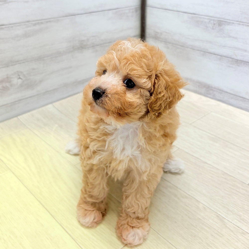 愛知県のビションプー(ビションフリーゼ×プードル) (犬の家＆猫の里春日井本店/2026年5月25日生まれ/女の子/アプリコットホワイト)の子犬の3枚目の画像