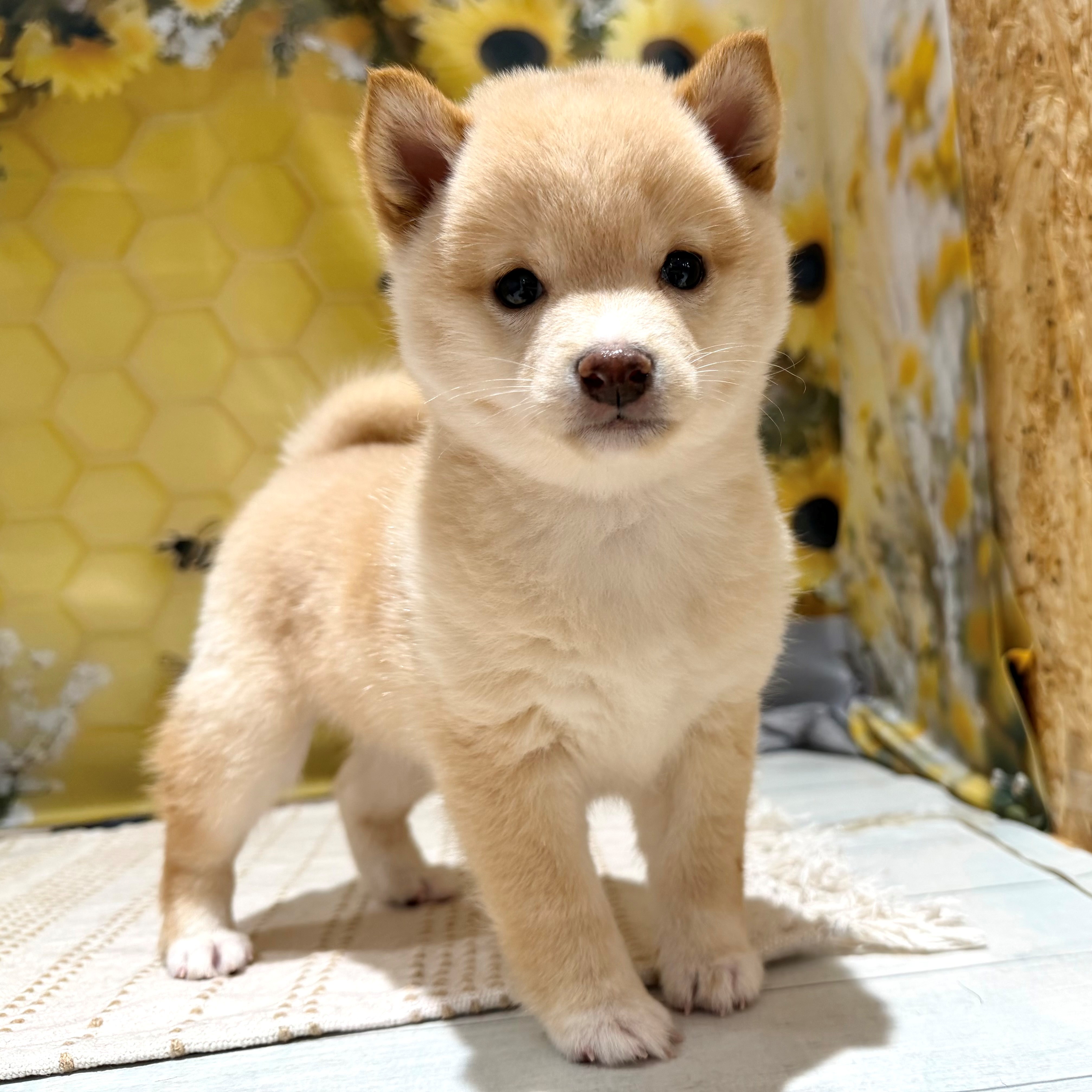 福岡県の豆柴 (犬の家＆猫の里トリアス久山店/2026年5月22日生まれ/男の子/淡赤)の子犬の3枚目の画像