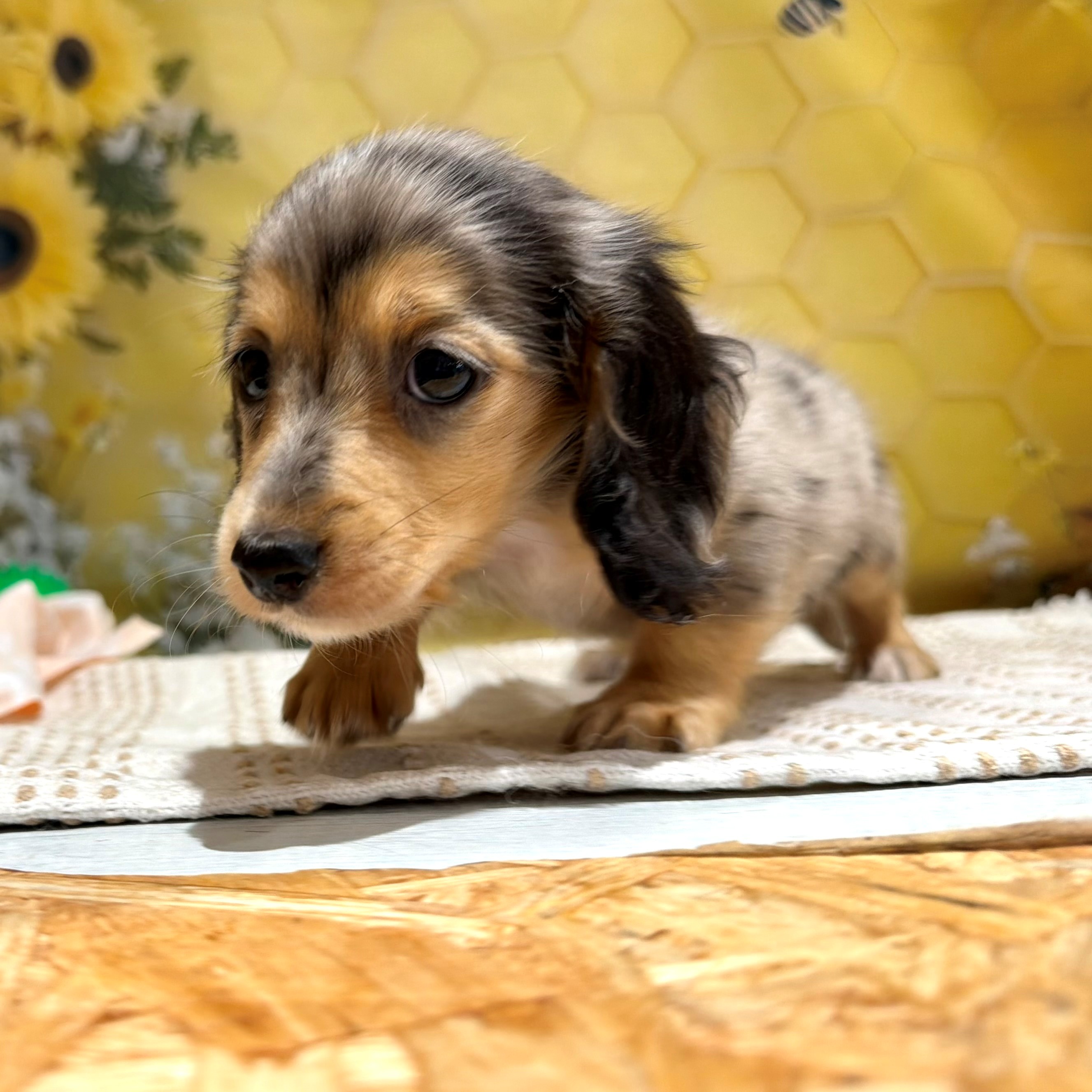 福岡県のミニチュアダックスフンド(ロング) (犬の家＆猫の里トリアス久山店/2026年5月26日生まれ/男の子/シルバーダップル)の子犬の3枚目の画像