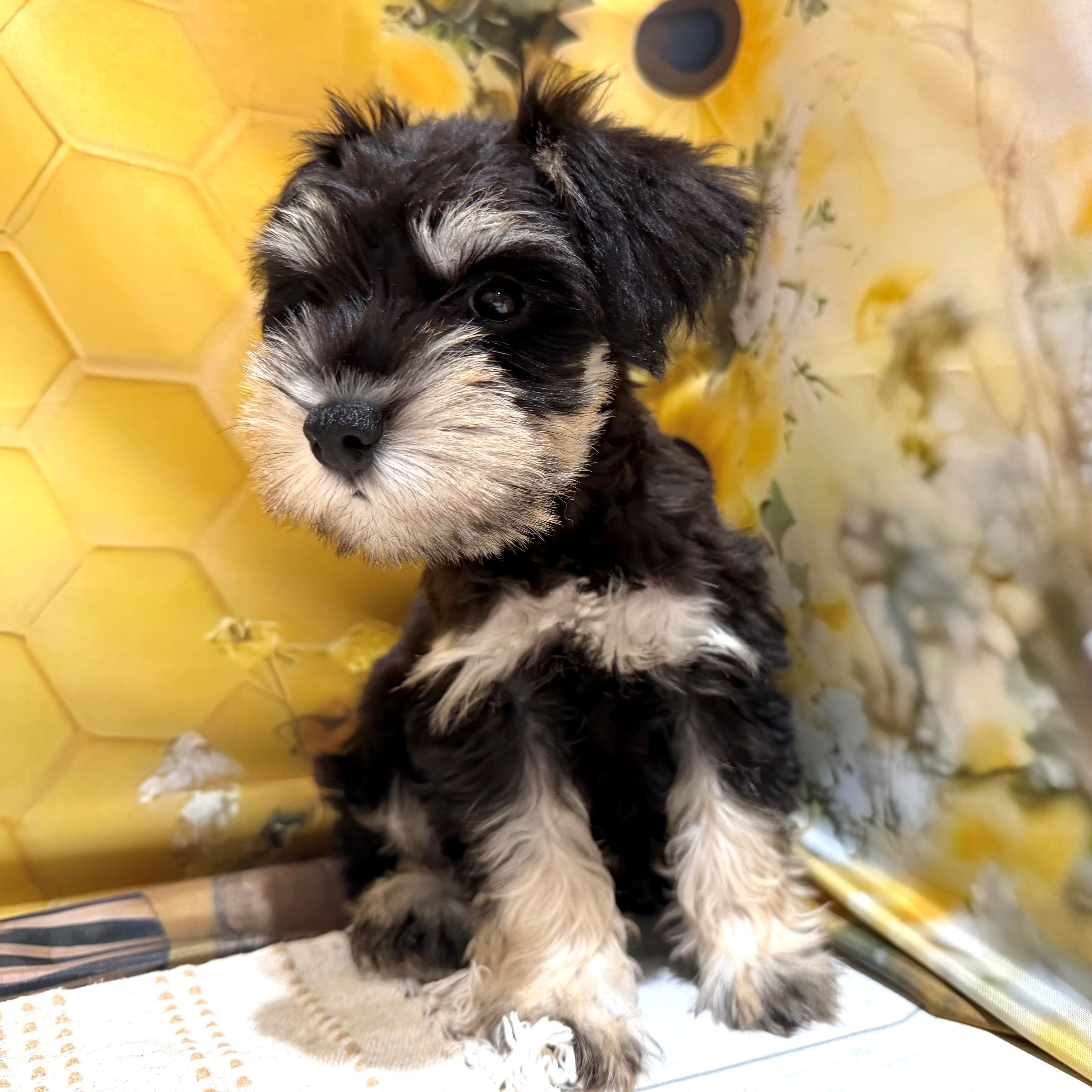 福岡県のミニチュアシュナウザー (犬の家＆猫の里トリアス久山店/2026年5月23日生まれ/女の子/ブラックシルバー)の子犬の3枚目の画像