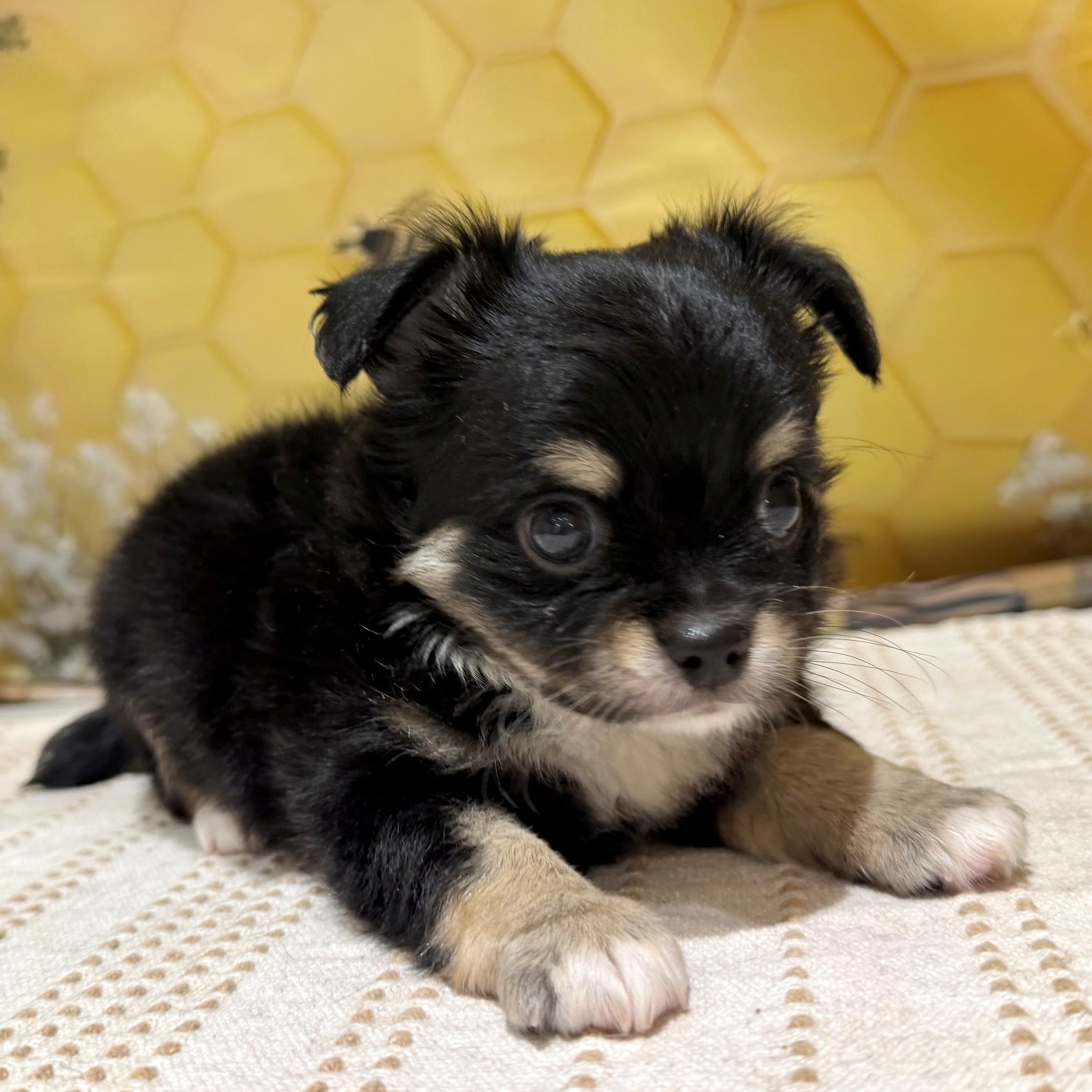 福岡県のチワワ(ロング) (犬の家＆猫の里トリアス久山店/2026年5月26日生まれ/男の子/ブラックタンホワイト)の子犬の1枚目の画像