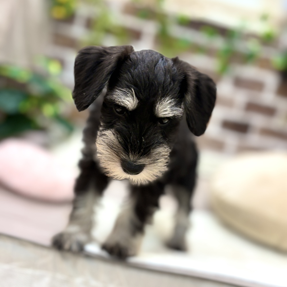 三重県のミニチュアシュナウザー (犬の家＆猫の里三重桑名店/2026年5月25日生まれ/女の子/ブラックシルバー)の子犬の3枚目の画像