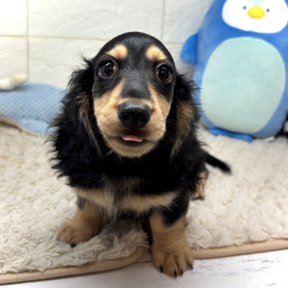 兵庫県のミニチュアダックスフンド(ロング) (犬の家＆猫の里ゆめタウン姫路店/2026年5月26日生まれ/女の子/ブラッククリーム)の子犬の3枚目の画像