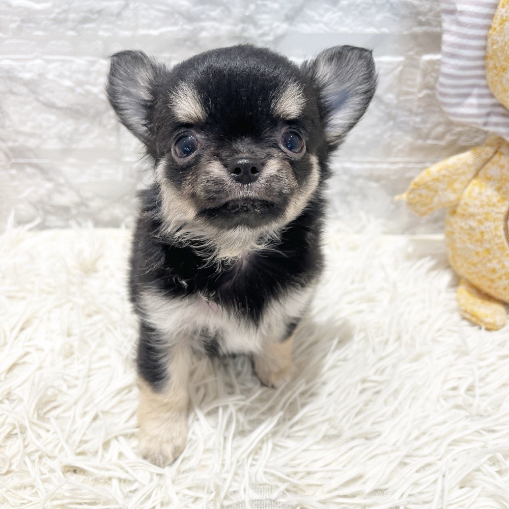 愛知県のチワワ(ロング) (犬の家＆猫の里MiO香久山店/2026年5月27日生まれ/女の子/ブラッククリーム)の子犬の3枚目の画像