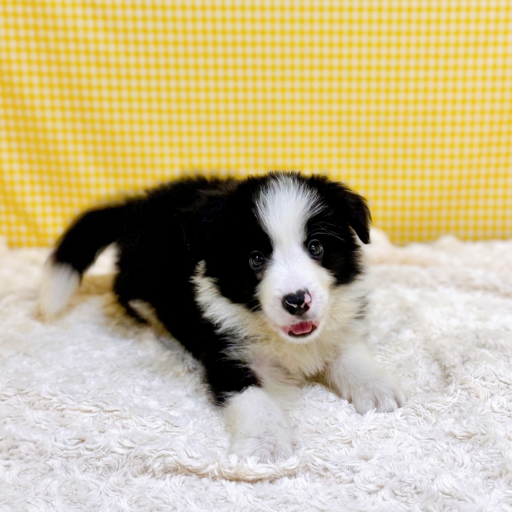 愛知県のボーダーコリー (犬の家＆猫の里一宮店/2026年5月27日生まれ/男の子/ブラックホワイト)の子犬の3枚目の画像