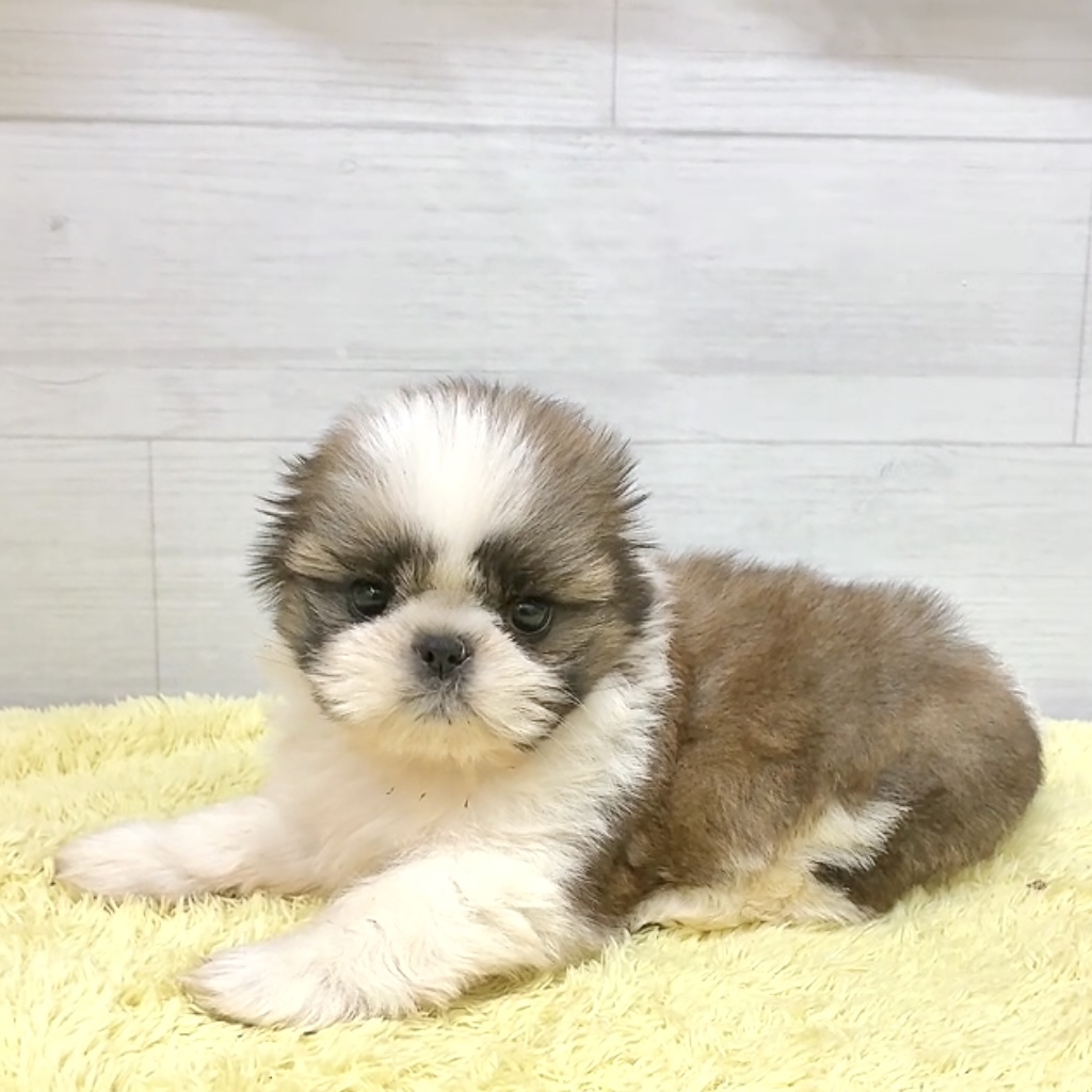 愛知県のシーズー (犬の家＆猫の里碧南店/2026年5月26日生まれ/女の子/ホワイトゴールド)の子犬の3枚目の画像