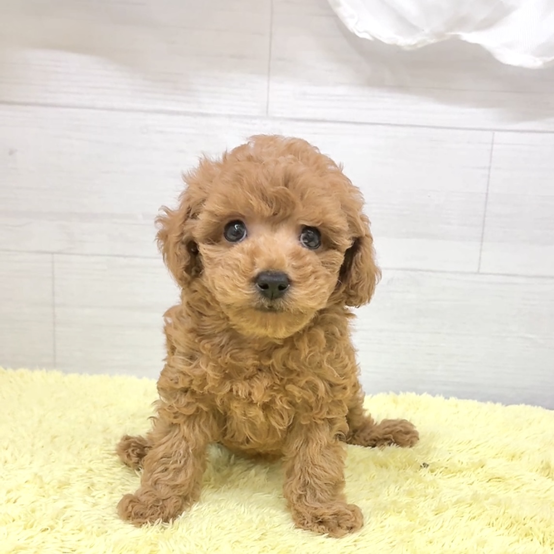 愛知県のトイプードル(トイ) (犬の家＆猫の里碧南店/2026年5月25日生まれ/男の子/レッドフォーン)の子犬の3枚目の画像