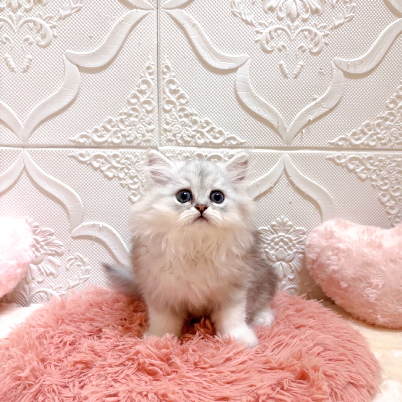 子猫の詳細情報 (愛知県/2026年5月21日生まれ/男の子/チンチラシルバー
