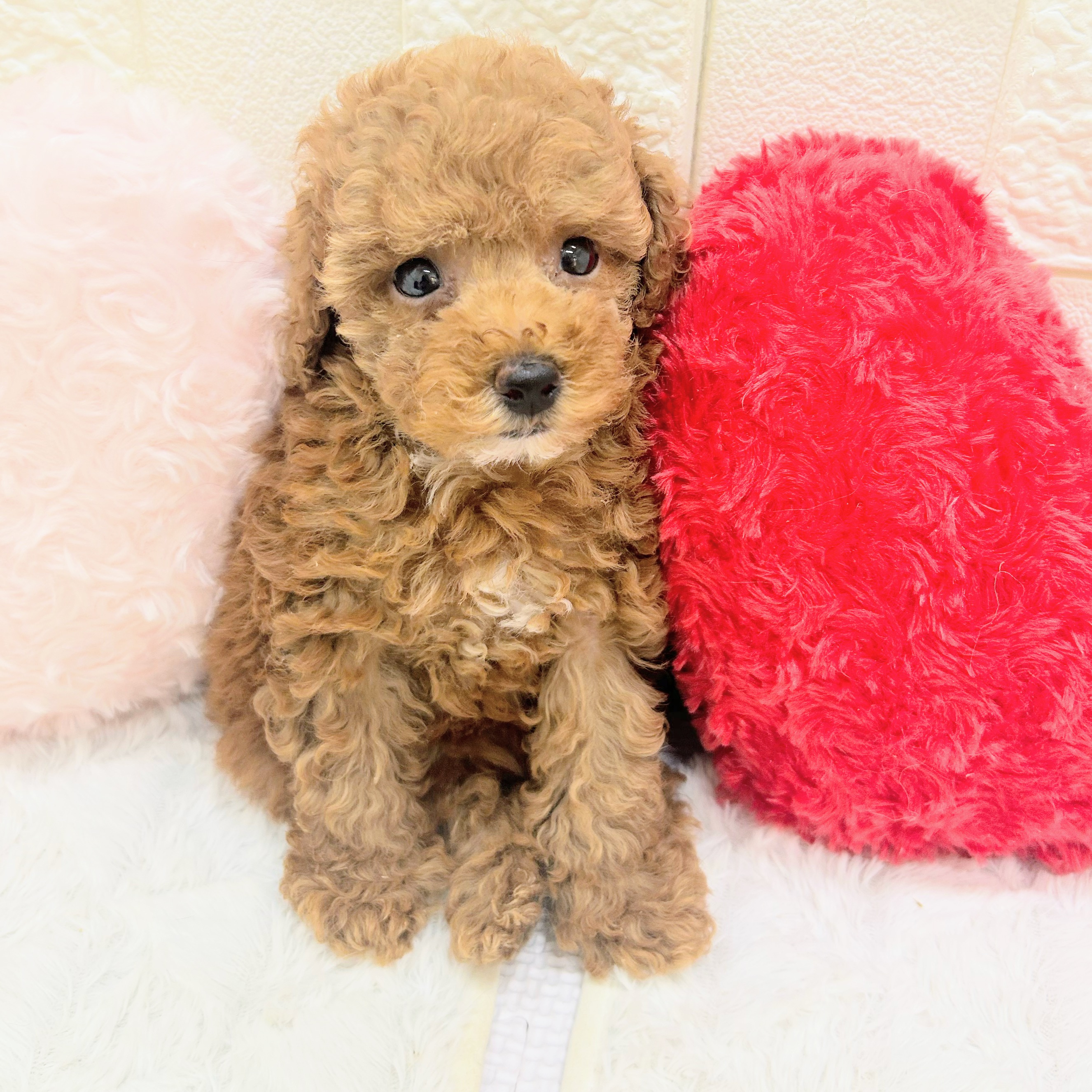 愛知県のトイプードル(トイ) (犬の家＆猫の里アミーゴ神の倉店/2026年5月27日生まれ/女の子/レッドフォーン)の子犬の3枚目の画像