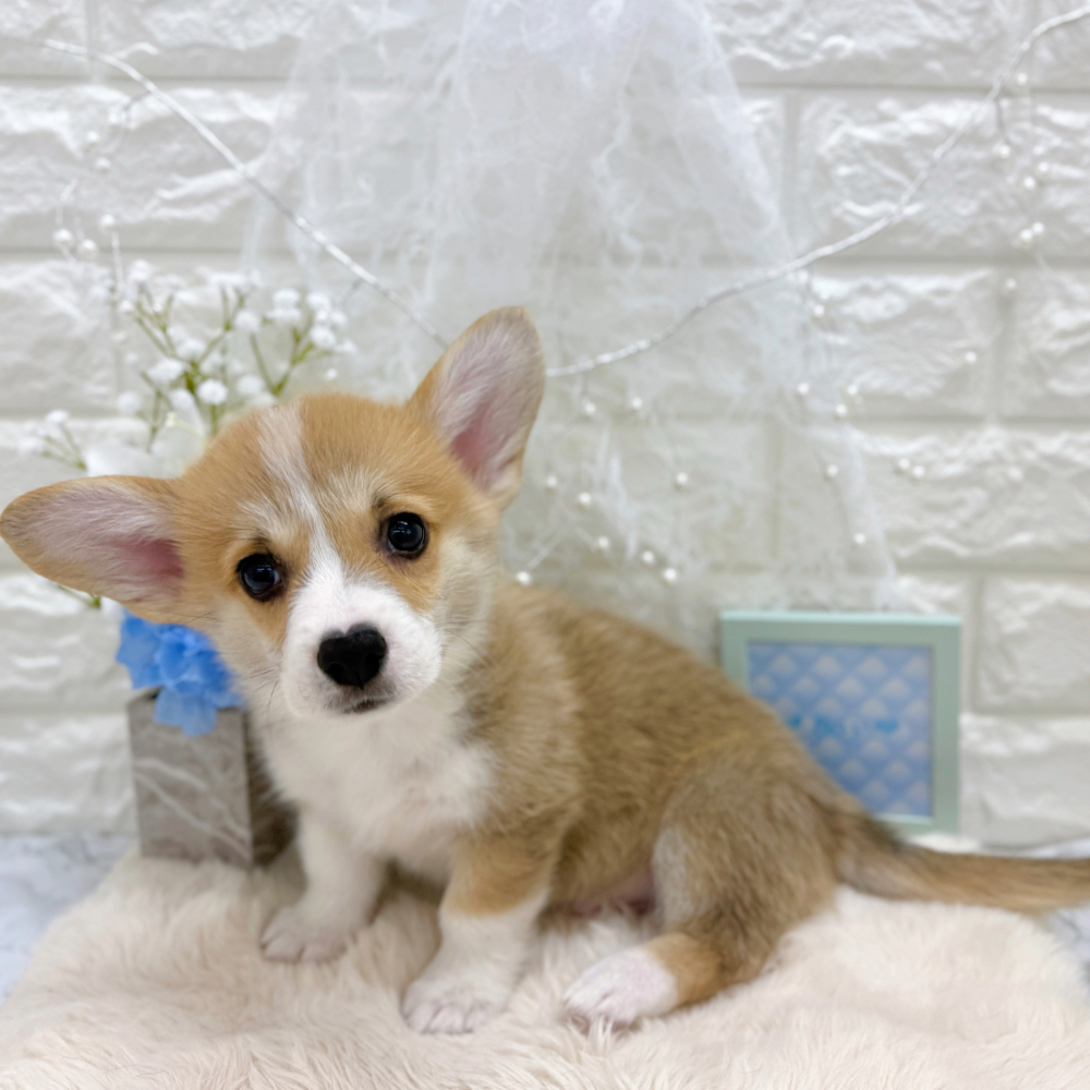 福井県のウェルシュコーギーペンブローク (犬の家＆猫の里アミーゴ福井大和田店/2026年5月26日生まれ/男の子/レッドホワイト)の子犬の3枚目の画像