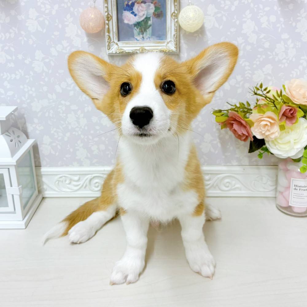 富山県のウェルシュコーギーペンブローク (犬の家＆猫の里アミーゴ山室店/2026年5月26日生まれ/男の子/レッドホワイト)の子犬の1枚目の画像