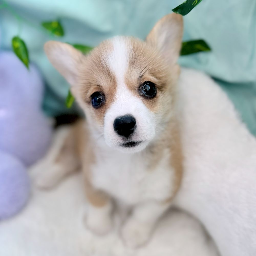 愛知県のウェルシュコーギーペンブローク (犬の家＆猫の里愛知刈谷店/2026年5月26日生まれ/女の子/レッドホワイト)の子犬の3枚目の画像