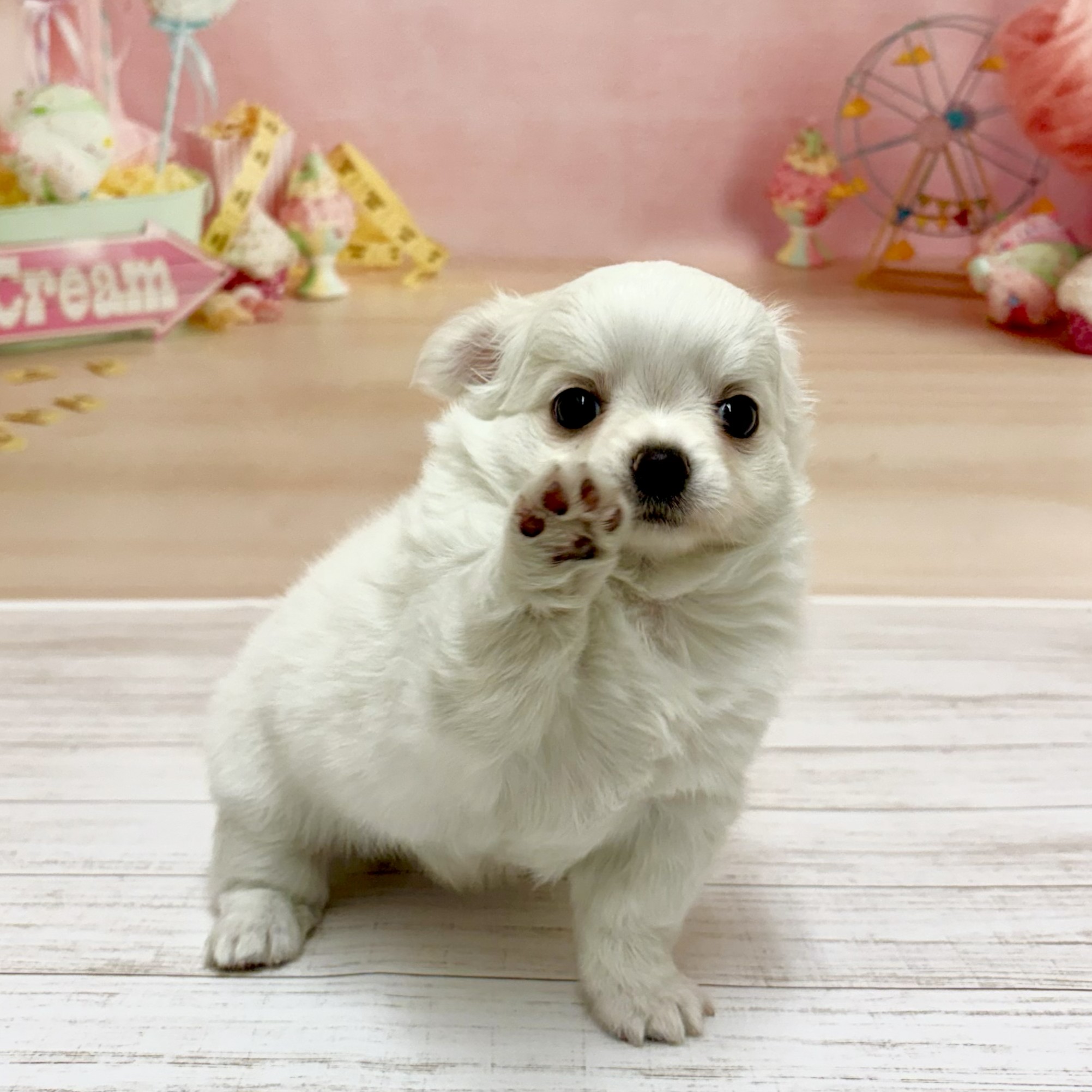 兵庫県のチワワ(ロング) (犬の家＆猫の里尼崎店/2026年5月21日生まれ/男の子/ホワイトクリーム)の子犬の3枚目の画像