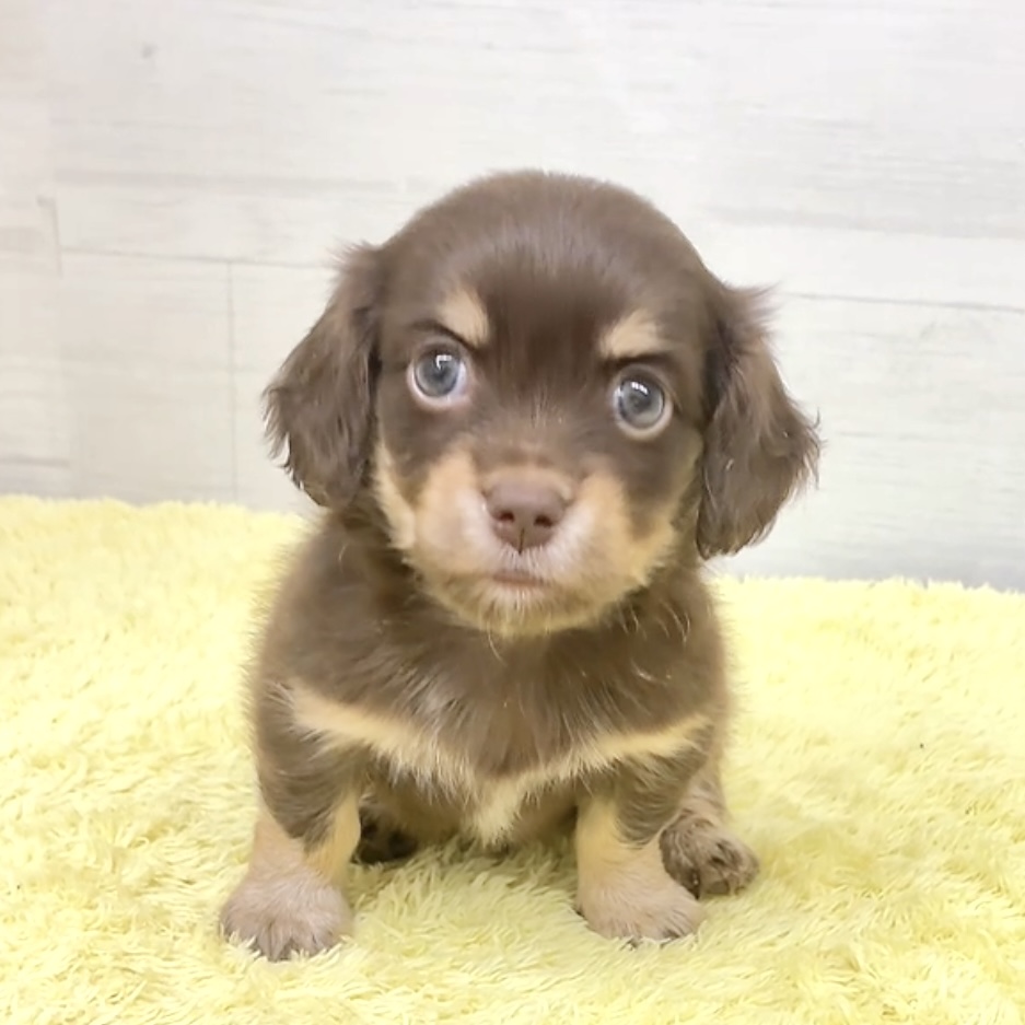 愛知県のチワックス(チワワ×ダックス) (犬の家＆猫の里碧南店/2026年5月27日生まれ/男の子/チョコレートイエロー)の子犬の3枚目の画像
