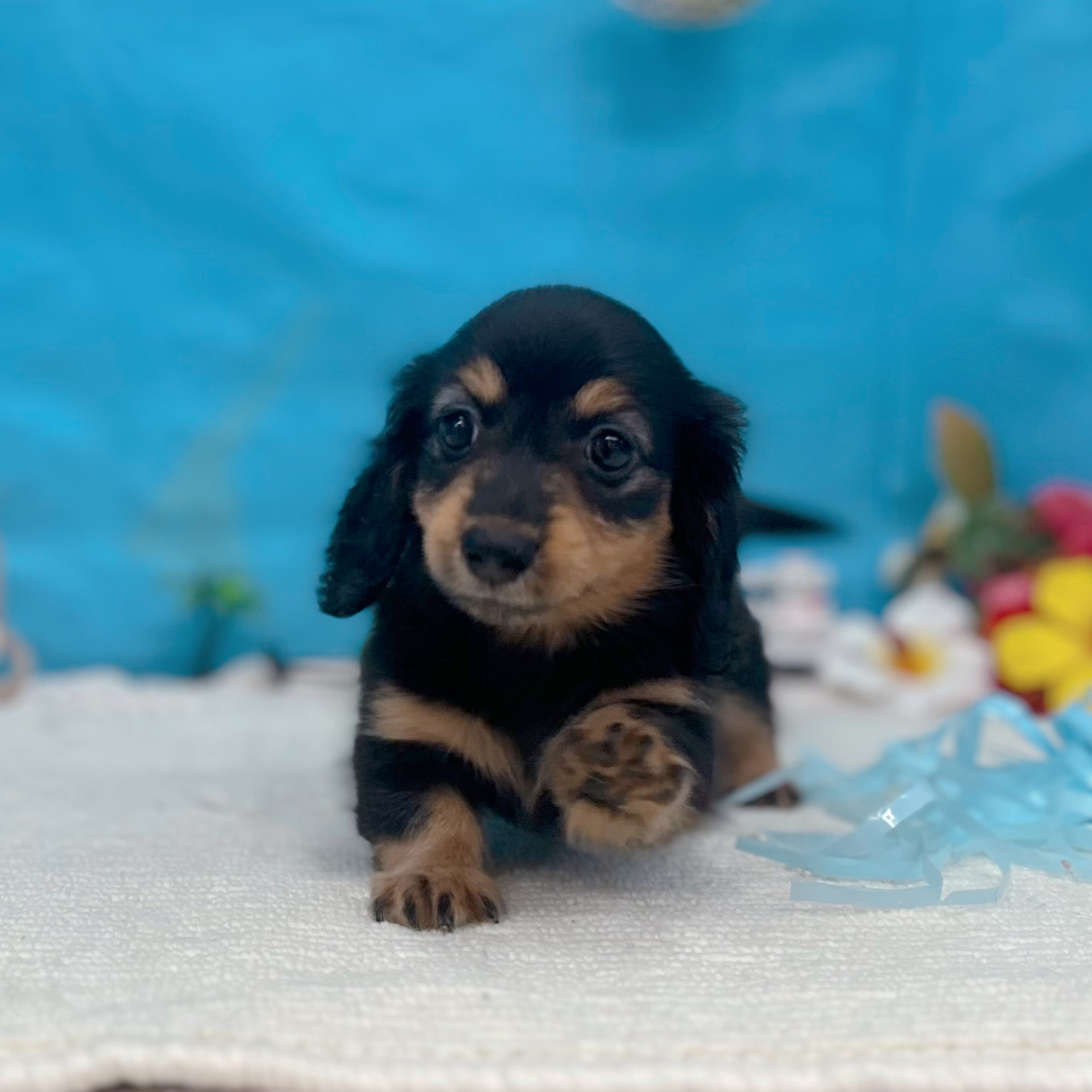 岐阜県のカニンヘンダックスフンド(ロング) (犬の家＆猫の里岐南店/2026年5月26日生まれ/女の子/ブラックタン)の子犬の3枚目の画像
