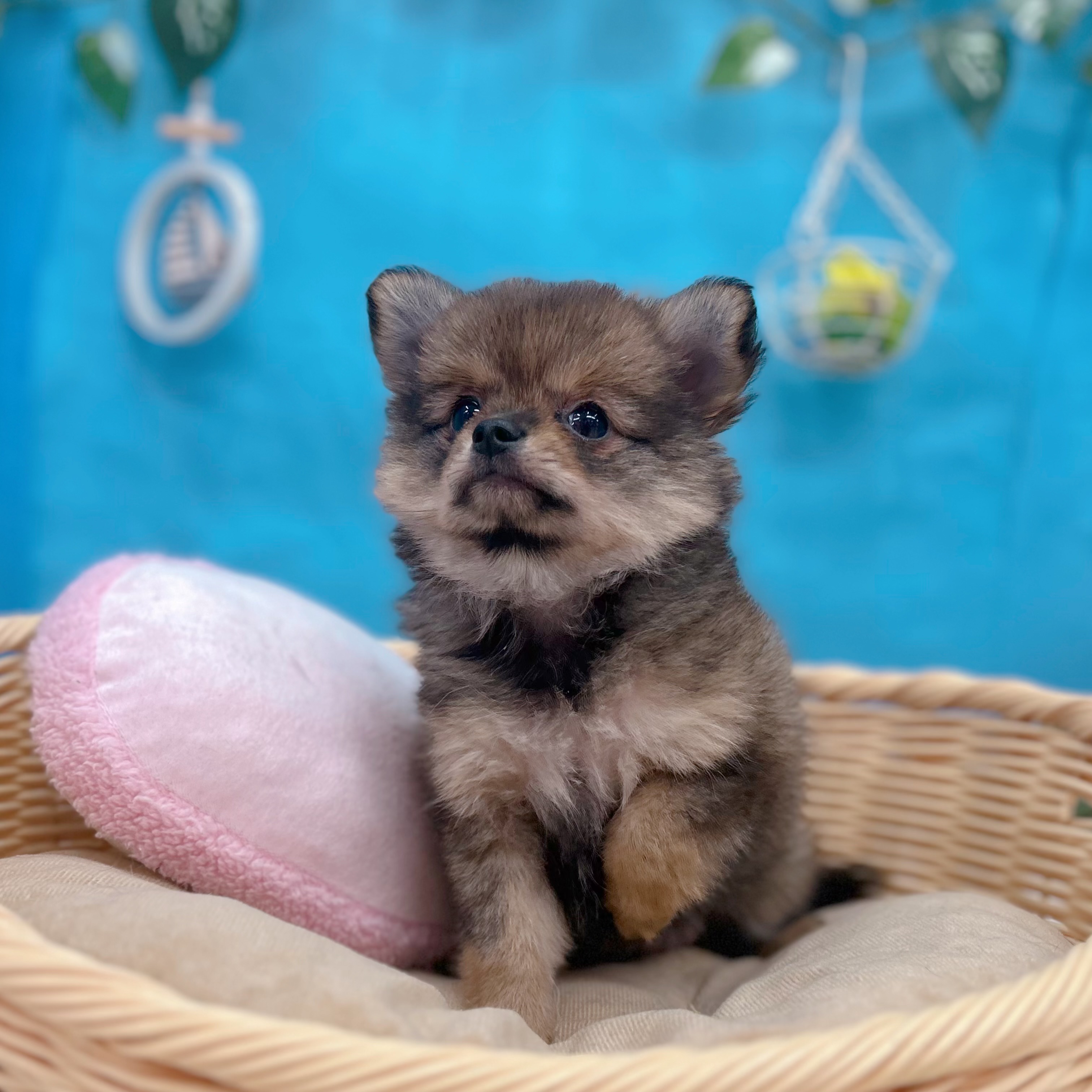 岐阜県のポメチワ/チワポメ/ポメチー(ポメラニアン×チワワ) (犬の家＆猫の里岐南店/2026年6月7日生まれ/女の子/オレンジ)の子犬の3枚目の画像