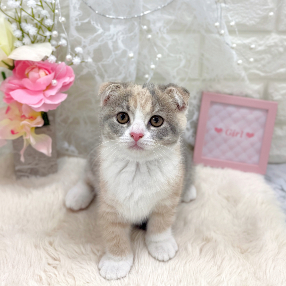 福井県のスコティッシュフォールド (犬の家＆猫の里アミーゴ福井大和田店/2026年5月26日生まれ/女の子/ブルークリームホワイト)の子猫の3枚目の画像