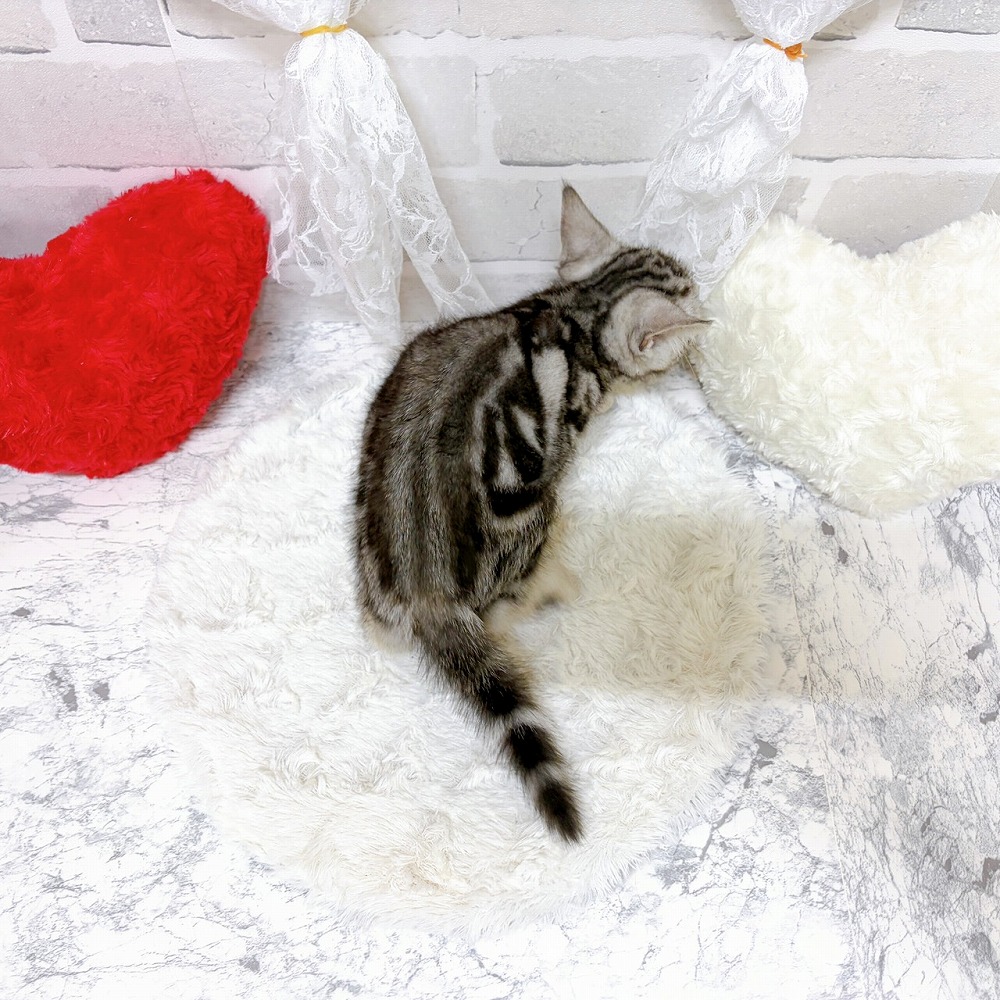 京都府のアメリカンショートヘアー (犬の家＆猫の里京都精華店/2026年5月27日生まれ/女の子/シルバータビー)の子猫の3枚目の画像