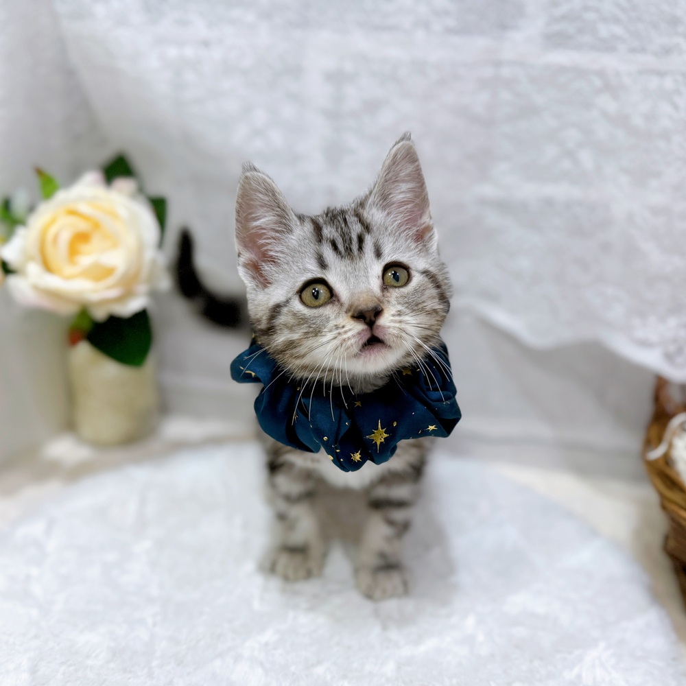 滋賀県のアメリカンショートヘアー (犬の家＆猫の里長浜店/2026年5月27日生まれ/男の子/シルバータビー)の子猫の3枚目の画像