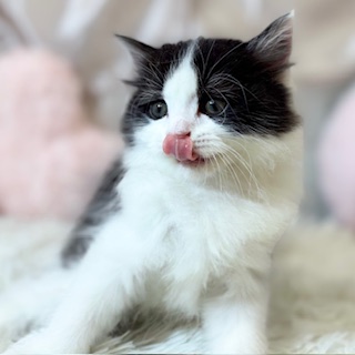 生体画像3
