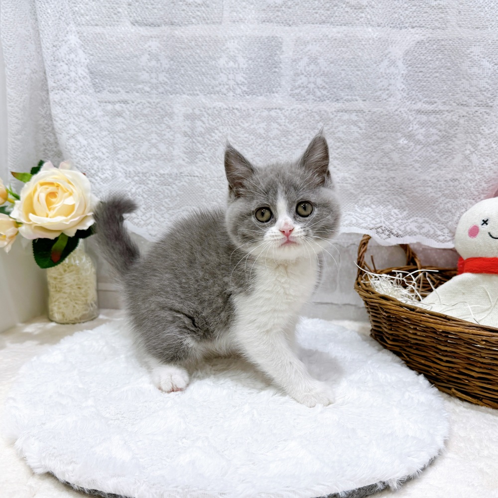 滋賀県のブリティッシュショートヘアー (犬の家＆猫の里長浜店/2026年5月27日生まれ/女の子/ブルーホワイト)の子猫の3枚目の画像
