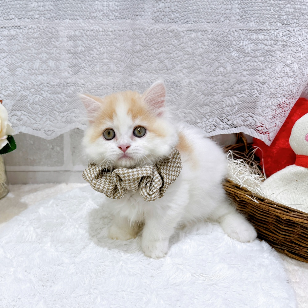 滋賀県のマンチカン (犬の家＆猫の里長浜店/2026年5月17日生まれ/男の子/レッドタビーホワイト)の子猫の3枚目の画像