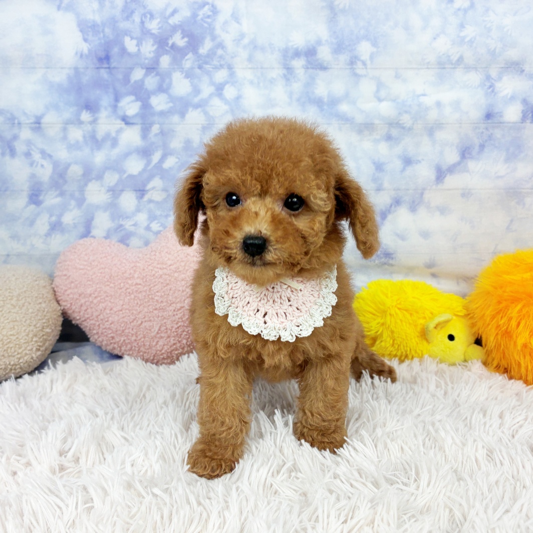 兵庫県のトイプードル(トイ) (犬の家＆猫の里川西店/2026年5月28日生まれ/女の子/オレンジフォーン)の子犬の3枚目の画像