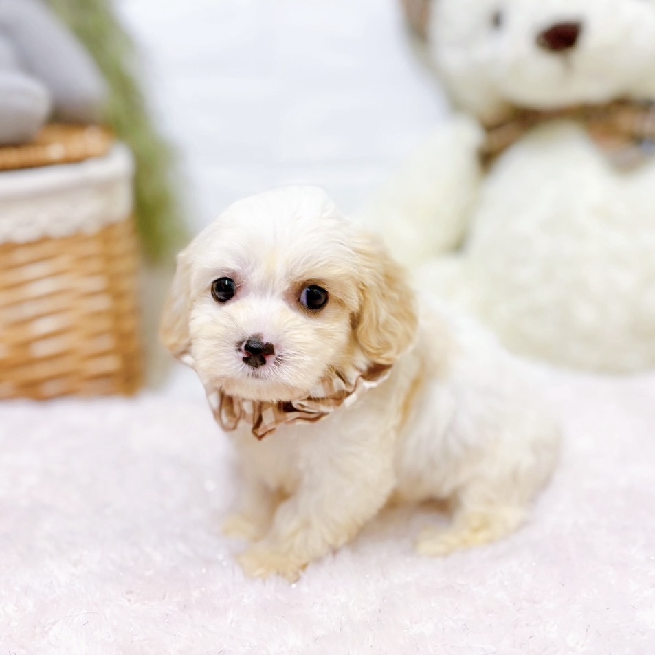 滋賀県のハーフ犬・ミックス犬 (犬の家＆猫の里近江八幡店/2026年5月26日生まれ/女の子/ホワイトクリーム)の子犬の3枚目の画像