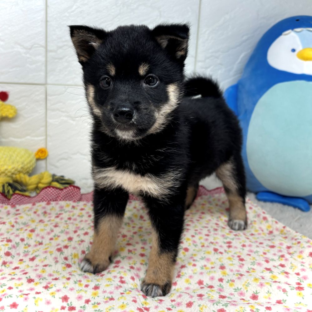 兵庫県の豆柴 (犬の家＆猫の里ゆめタウン姫路店/2026年5月28日生まれ/男の子/黒)の子犬の3枚目の画像