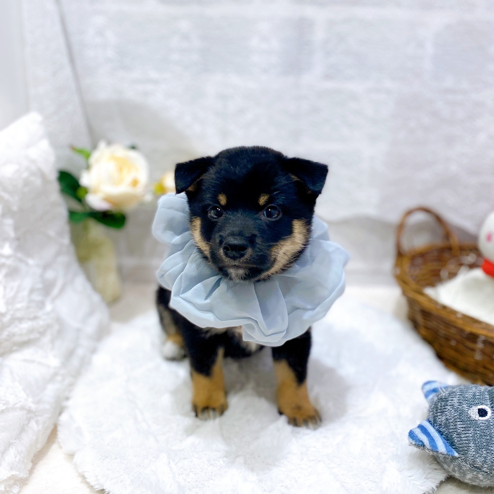 滋賀県の豆柴 (犬の家＆猫の里長浜店/2026年5月28日生まれ/男の子/黒)の子犬の3枚目の画像